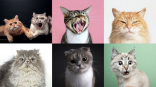 Los gatos tienen casi 300 expresiones faciales, incluida una "cara de jugar" que comparten con los humanos [EN]