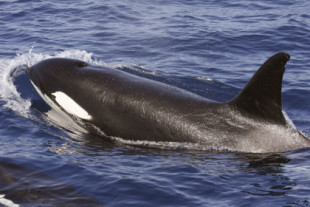 Una manada de orcas hunde un velero en el Estrecho