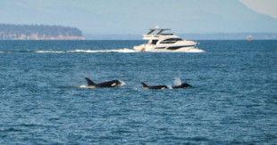 Las orcas hunden otro yate tras un ataque de 45 minutos (ENG)