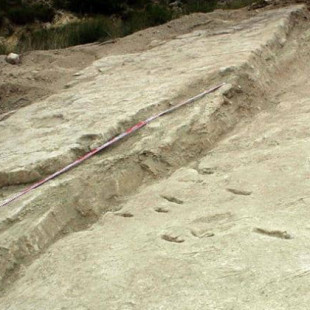 Encuentran en Murcia la huella fósil de una 'cucaracha' de un metro de longitud