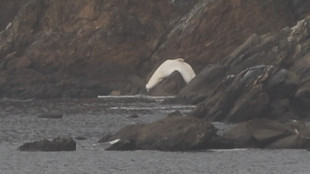 Aparece un enorme cetáceo blanco colgado del acantilado en Viveiro