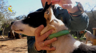 Operación contra el maltrato animal en Andalucía: investigan a 58 personas por mutilar a 1.111 perros