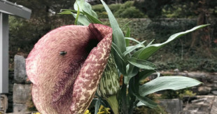 Esta flor imita el ano de un caballo muerto para atraer a los insectos