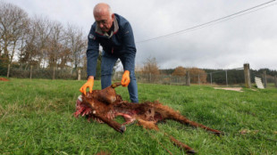 Tres mastines de un ganadero matan a decenas de cabras y ovejas en Labio