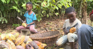 La empresa de dulces Mars utiliza cacao cosechado por niños de tan solo 5 años en Ghana [ING]