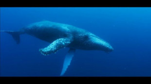 Graban por primera vez en vídeo el nacimiento de una ballena jorobada