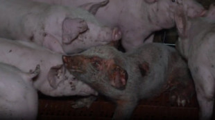 Seprona no halla irregularidades en la granja de Burgos pese a las ratas, larvas, cadáveres y cerdos tumorosos