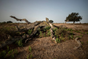 Doñana sale de la lista verde internacional de la UICN por su mala gestión