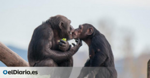 Los chimpancés y bonobos reconocen a sus amigos después de décadas sin verlos