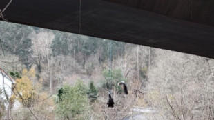 «Salvajismo» en la Senda del Oso: aparecen los restos de un lobo mutilado colgados de un puente