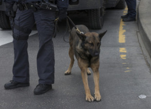 Un perro, aterrado al descubrir que es policía