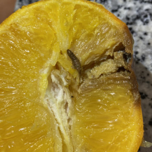 Una plaga muy dañina, la "Falsa polilla" (Thaumatotibia leucotreta), detectada en fruta procedente de Marruecos