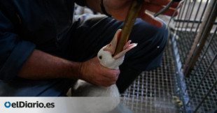 España, entre los únicos cinco países europeos que amparan la alimentación forzada de patos para hacer 'foie'