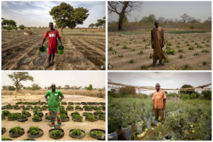 La técnica zaï: cómo los agricultores del Sahel cultivan sin apenas agua [ENG]