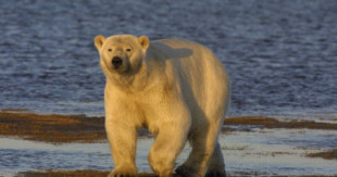 La muerte por gripe aviar de un oso polar en Alaska es la primera en el mundo y una señal de la persistencia del virus [ENG]