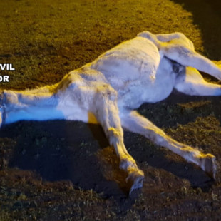 Investigan por maltrato en Burgos al dueño de un caballo en "estado deplorable" al que hubo que sacrificar