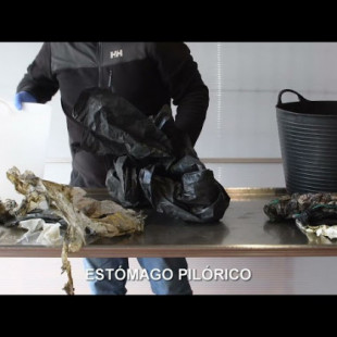 Cemma muestra todo el plástico que se halló en el interior de un cetáceo varado en A Coruña