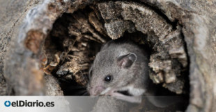 'Ratatouille' en Gales: un vídeo muestra a un ratón ordenando un cobertizo todas las noches