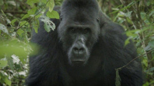 El camarógrafo que logró que un gorila lo aceptara en su manada para filmarlo durante 3 meses y salvarlo de la extinción