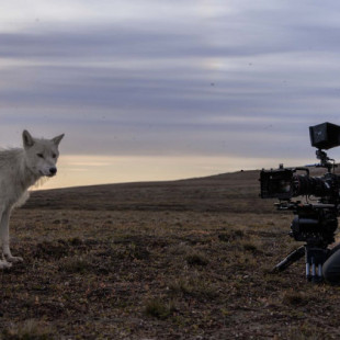 Los sonidos de animales en la mayoría de los documentales sobre la naturaleza son hechos por humanos: así es como lo hacen y por qué es importante (ENG)