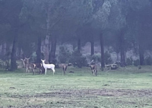 Descubren una cierva albina paseando por Doñana