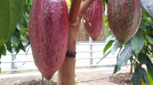 Málaga logra cultivar la primera cosecha de cacao de Europa