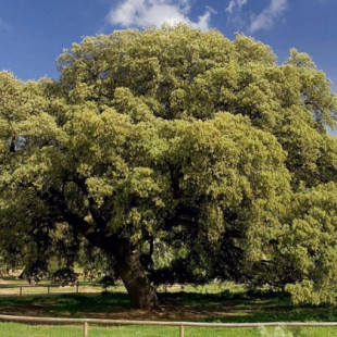 Un árbol sevillano de 400 años en Coripe es nombrado el 'Árbol del Año' en España