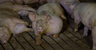 Juicio a los dueños de la granja grabada por Jordi Évole e Igualdad Animal, donde se maltrataban animales