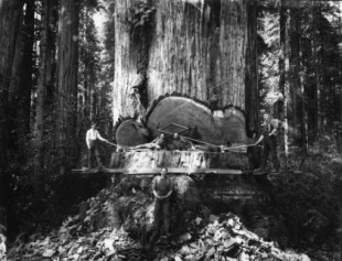 Fotos antiguas de leñadores y los árboles gigantes que talaban, California [ENG]