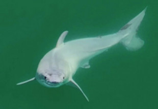 Primeras imágenes de un tiburón blanco recién nacido