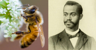 Las hormigas, las abejas y los puntos ciegos de la mente humana: cómo el entomólogo Charles Henry Turner revolucionó nuestra comprensión de la evolución de la inteligencia y las emociones [ENG]