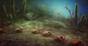 "Camarones y medusas de hace 500 millones de años": dos paleontólogos aficionados descubren un lecho marino con 400 fósiles al sur de Francia