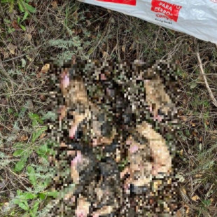 Encuentran ocho cachorros muertos dentro de un saco e investigan a una mujer por maltrato animal en Peromingo