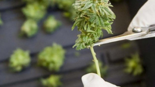 Baleares empieza a cultivar cannabis