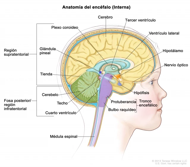 Un niño de 13 años, primer caso infantil en el mundo en superar un tipo de tumor cerebral que se creía letal