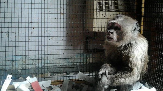 Animalistas rescatan a un mono capuchino que vivía enjaulado en un piso de Barcelona