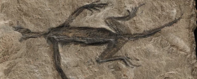 93 años después de su descubrimiento, el fósil más antiguo de Italia, un reptil de hace 280 millones de años, ha resultado ser en su mayor parte pintura