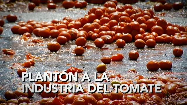 Los agricultores extremeños se plantan por primera vez ante la industria del tomate