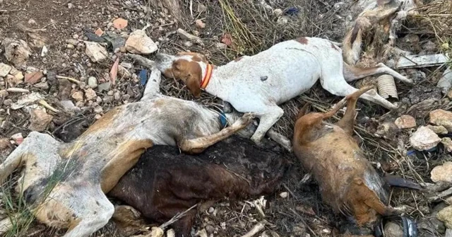 Europa mira horrorizada lo que se hace en España con galgos, podencos y otros perros usados para cazar