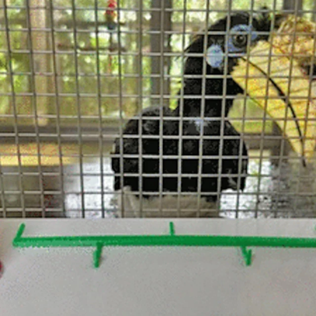 Un experimento filma a unas aves jugando a “¿dónde está la bolita?”. Obtienen puntuaciones tan altas como las de los primates
