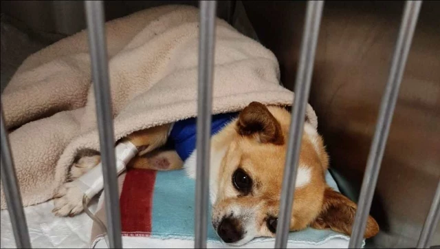 Arroja al contenedor a un chihuahua herido porque el veterinario le cobraba 700 euros por las curas