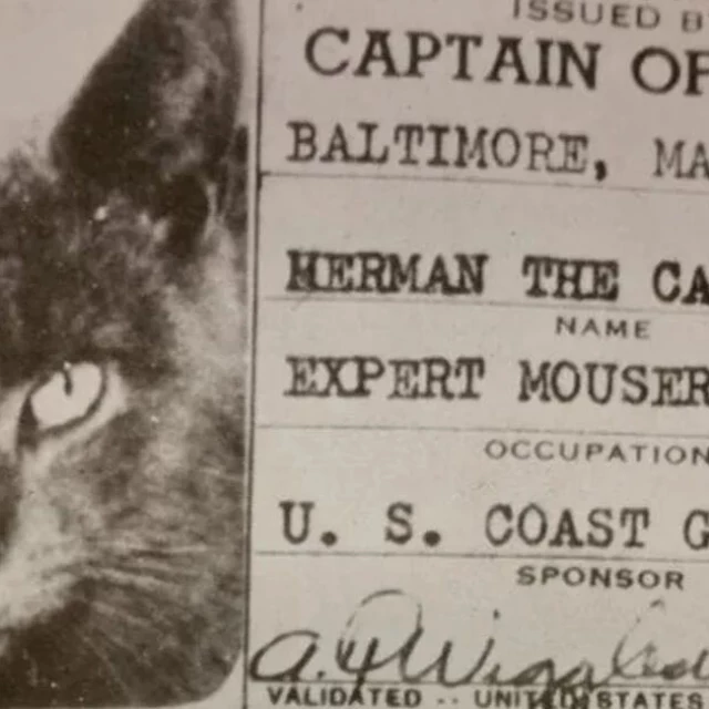 La historia de Herman, el gato que fue pionero en servir a la Marina por sus habilidades como cazado