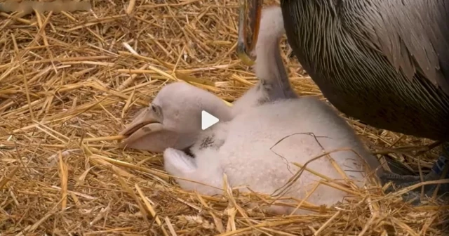 Zoo de Berlín: Pareja de pelícanos macho adopta a un polluelo [ENG]