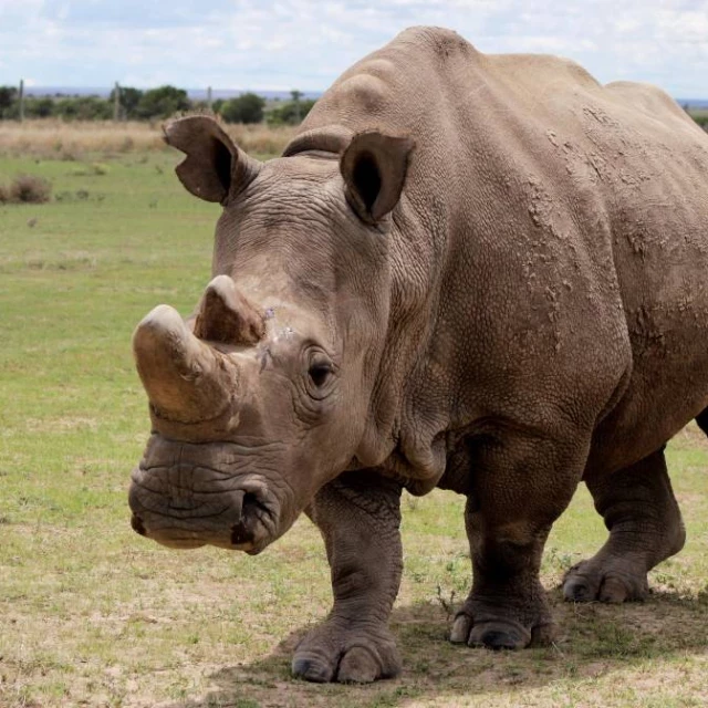 La fertilización in vitro podría salvar al rinoceronte blanco del norte, una especie con solo dos ejemplares vivos
