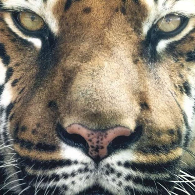 Así es el tigre de Bengala, una majestuosa criatura en vías de extinción