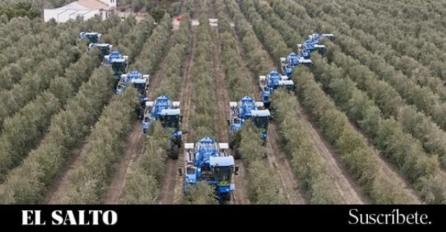 España el tercer país de la UE donde más ha subido el aceite de oliva en el último año