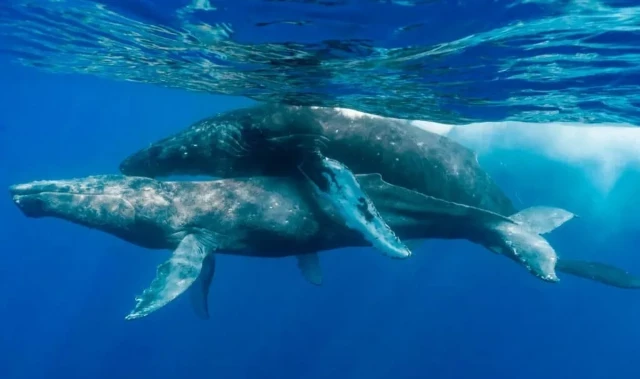 Fotografías históricas muestran por primera vez el encuentro sexual entre dos ballenas jorobadas (y del mismo sexo)