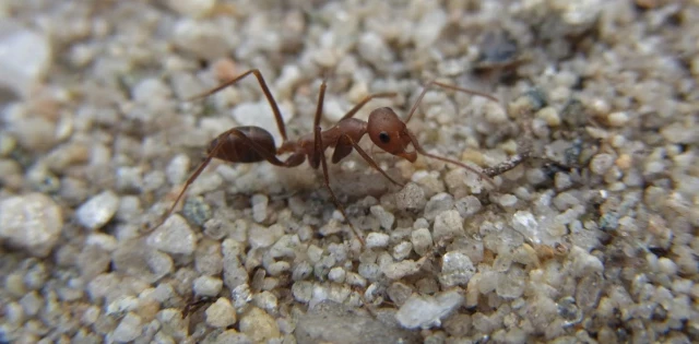 ¿Cómo encuentran el camino de vuelta a casa las hormigas del desierto?