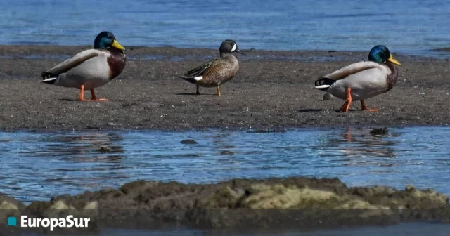 El enigmático viaje de un pato de media luna desde América del Norte hasta Algeciras asombra a los ornitólogos