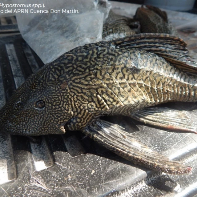 México: “Hay sitios en donde han desaparecido las especies nativas y prácticamente ya todo es pez diablo”